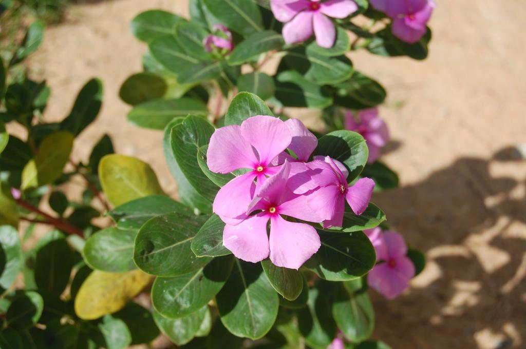Pousada Janela Da Cor Jijoca de Jericoacoara Exteriör bild